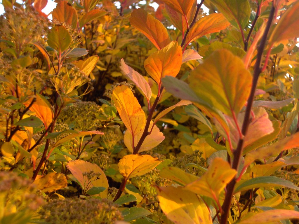 30. Min cancerresa – cellgifter del&nbsp;1