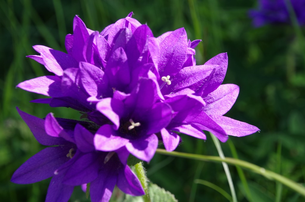 33. Min cancerresa – cellgifterna del&nbsp;2