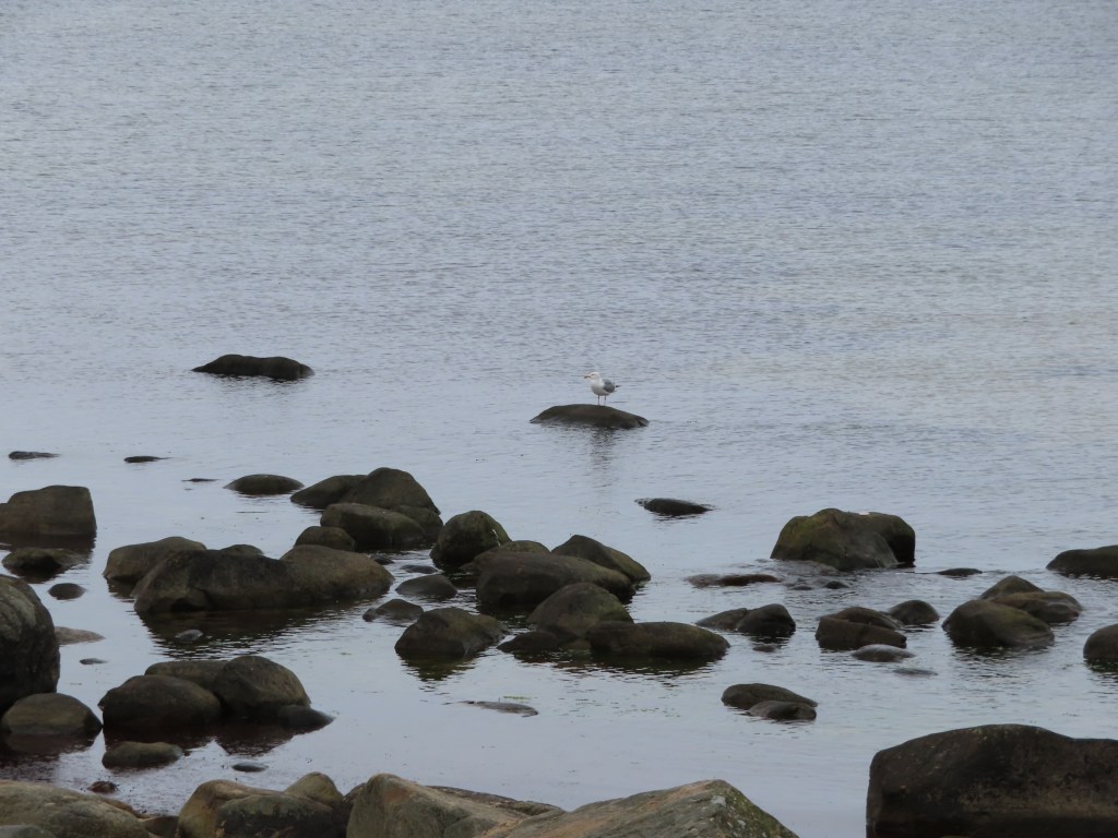 44. Kvinnliga hormoner –&nbsp;förklimakteriet