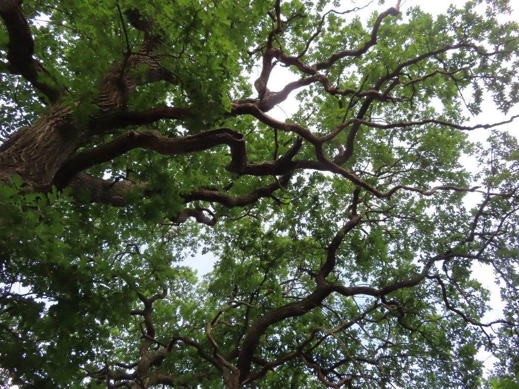 41. Bindväv och&nbsp;facia