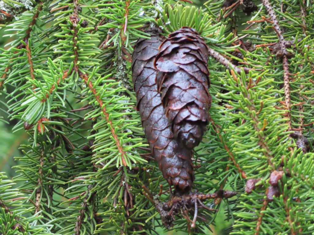 50. Manligt klimakterium