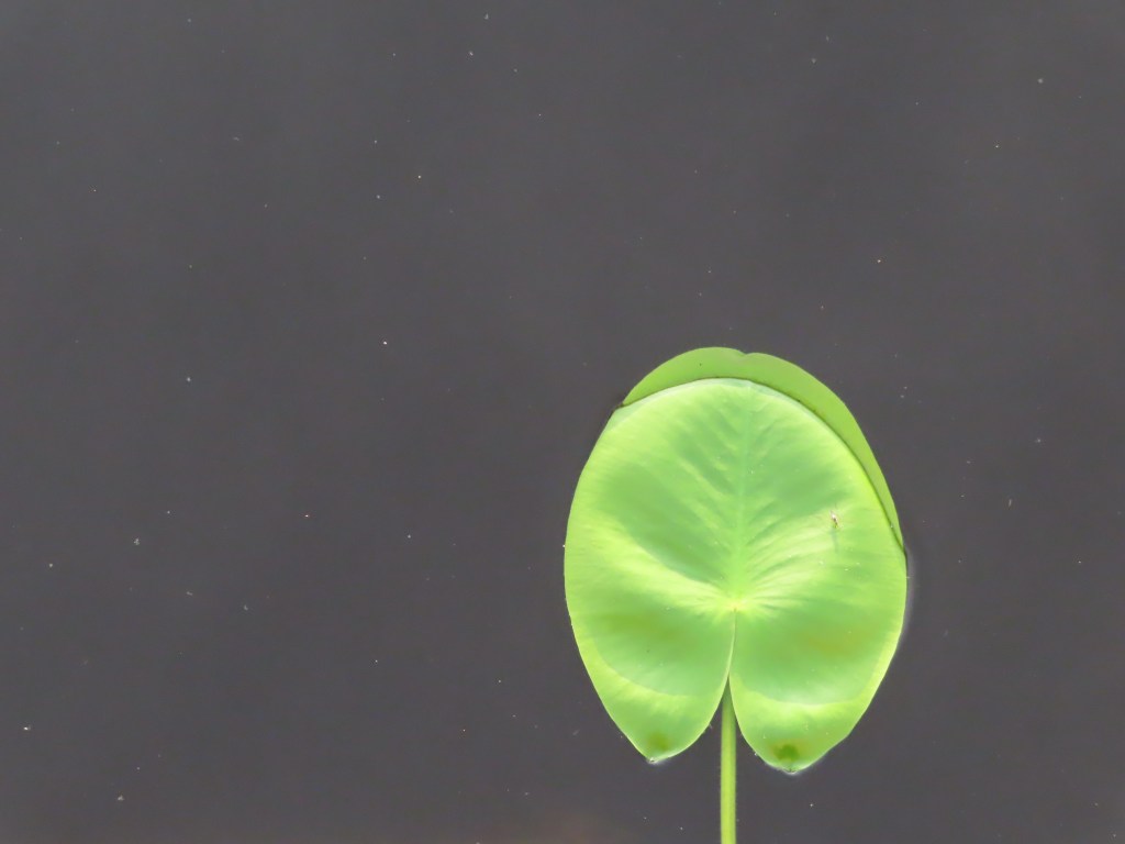 48. Kvinnliga hormoner – efter&nbsp;klimakteriet