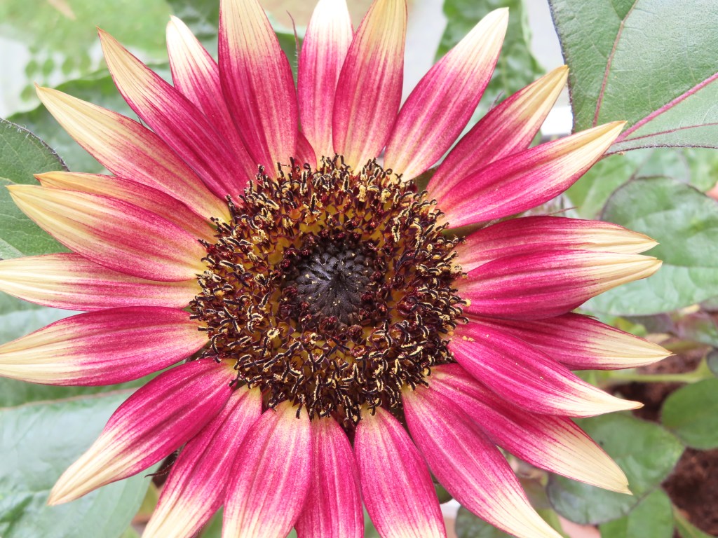 54. Vikten av att&nbsp;skratta